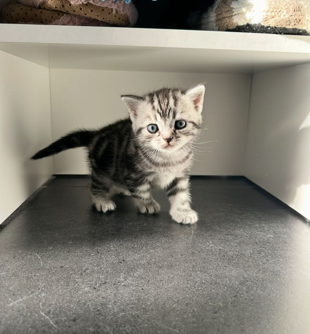 Bkh Tabby Kitten (Whiskas Katzen)