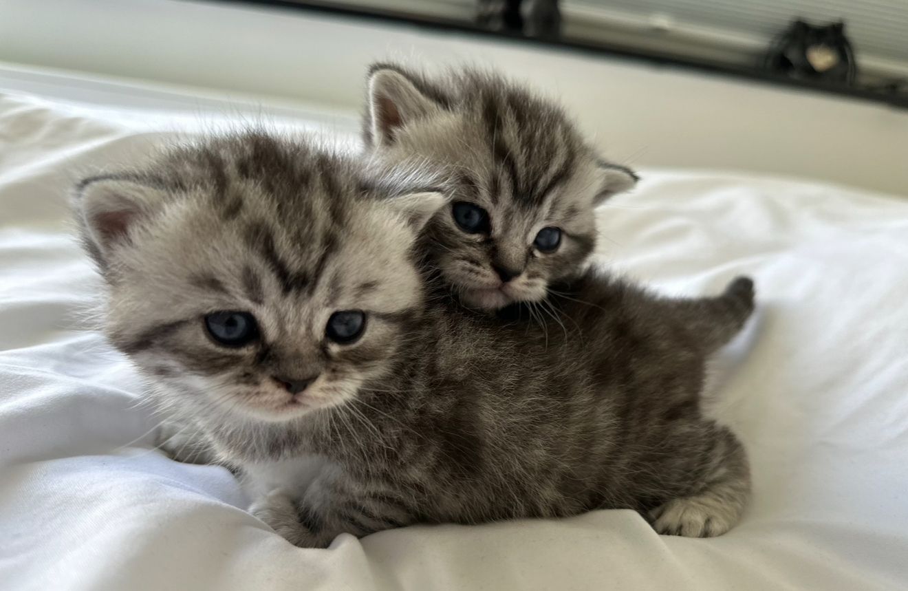 Bkh Tabby Kitten (Whiskas Katzen)