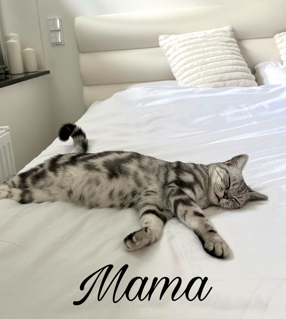 Bkh Tabby Kitten (Whiskas Katzen)