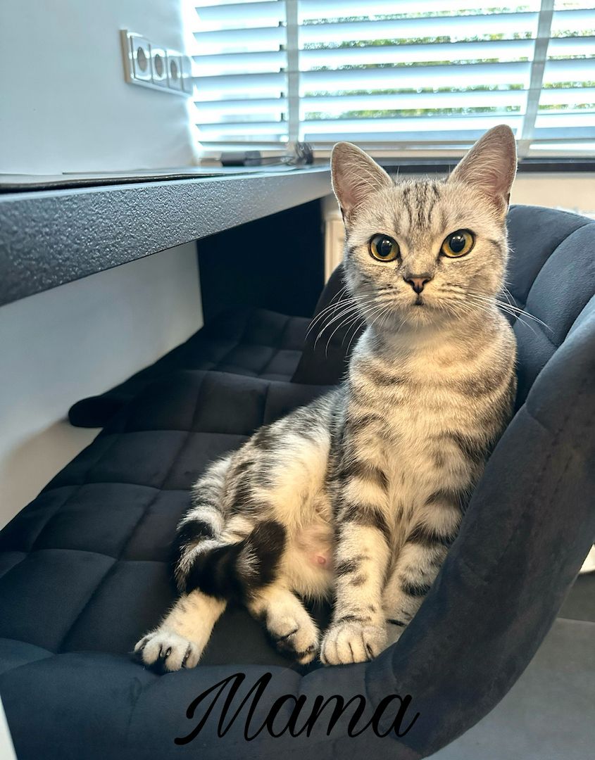 Bkh Tabby Kitten (Whiskas Katzen)