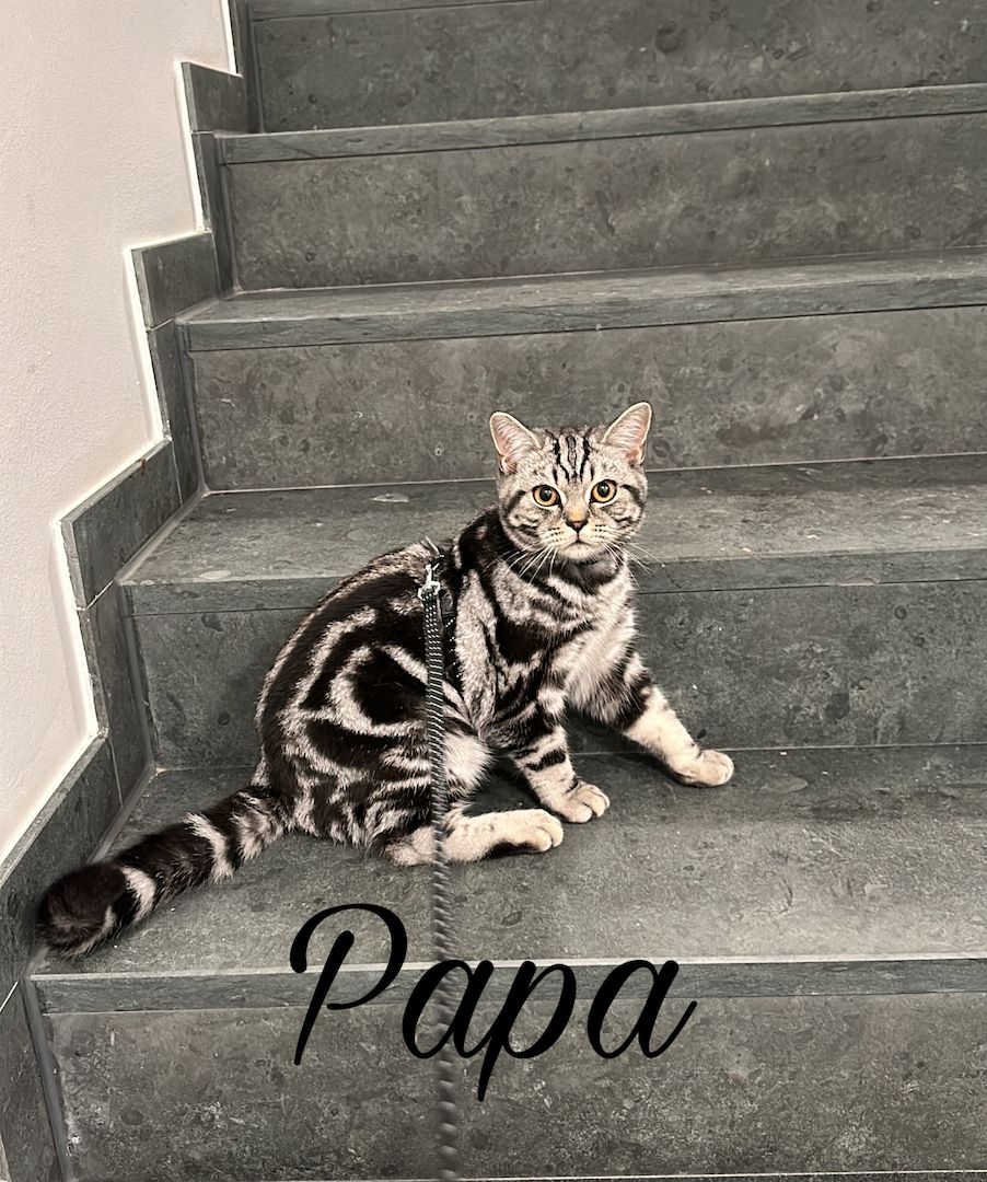 Bkh Tabby Kitten (Whiskas Katzen)