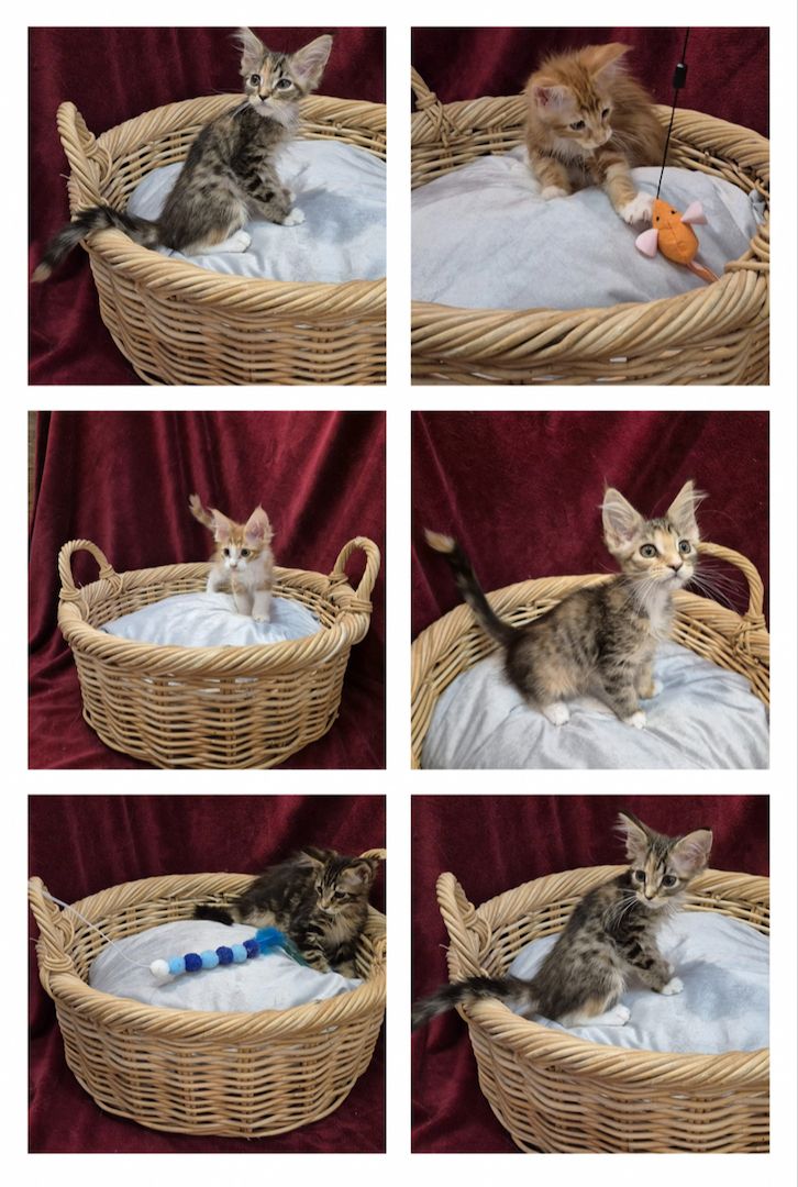 Reinrassige anhängliche Maine Coon Kitten suchen Ihre neue Familie