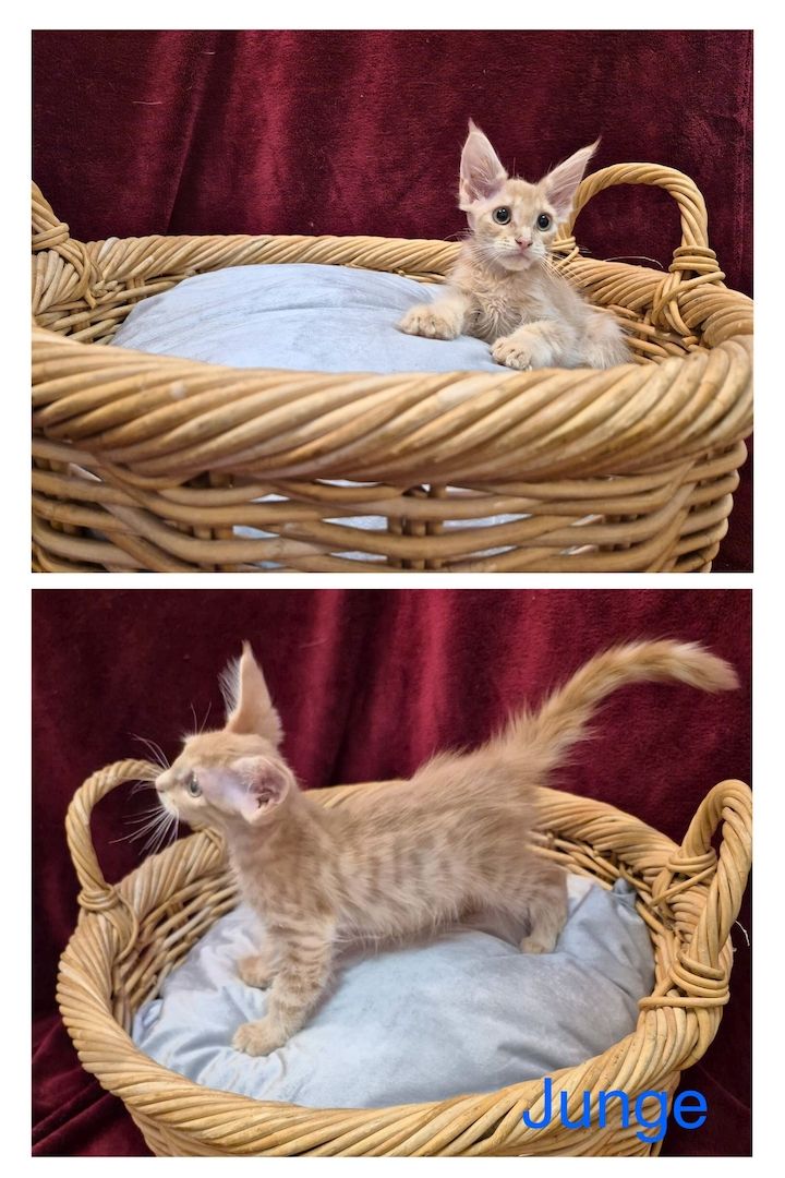 Reinrassige anhängliche Maine Coon Kitten suchen Ihre neue Familie