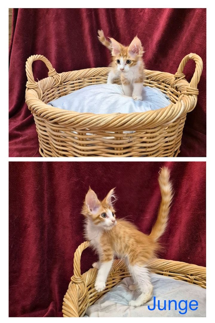 Reinrassige anhängliche Maine Coon Kitten suchen Ihre neue Familie