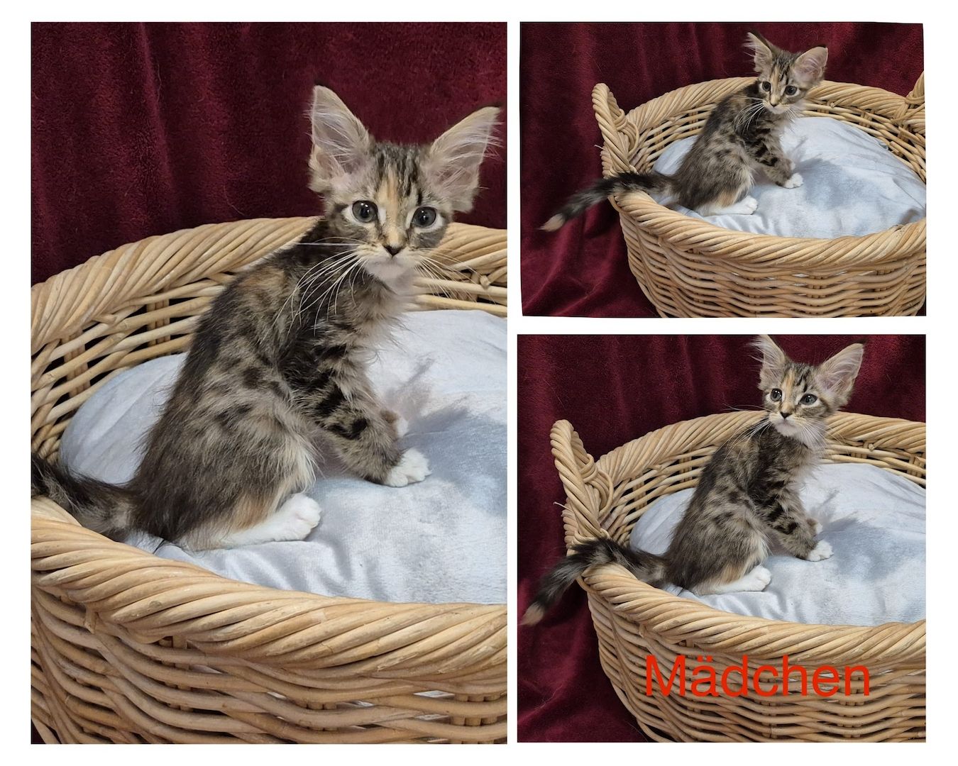 Reinrassige anhängliche Maine Coon Kitten suchen Ihre neue Familie