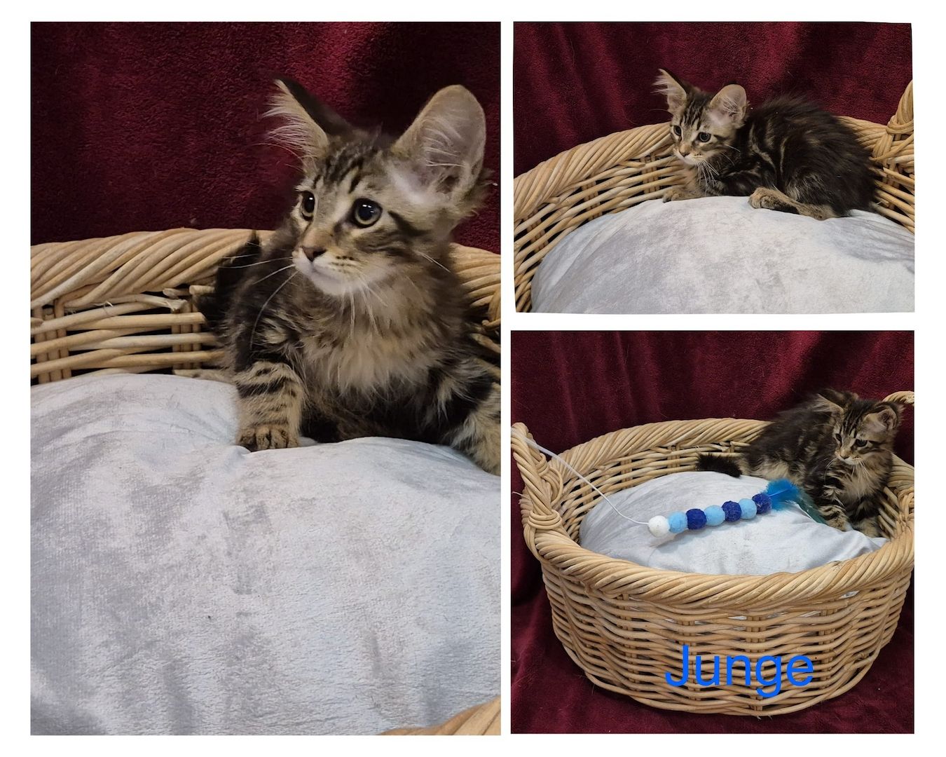 Reinrassige anhängliche Maine Coon Kitten suchen Ihre neue Familie