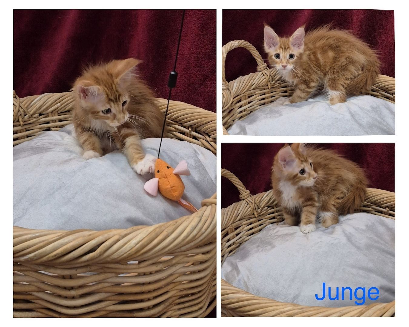 Reinrassige anhängliche Maine Coon Kitten suchen Ihre neue Familie