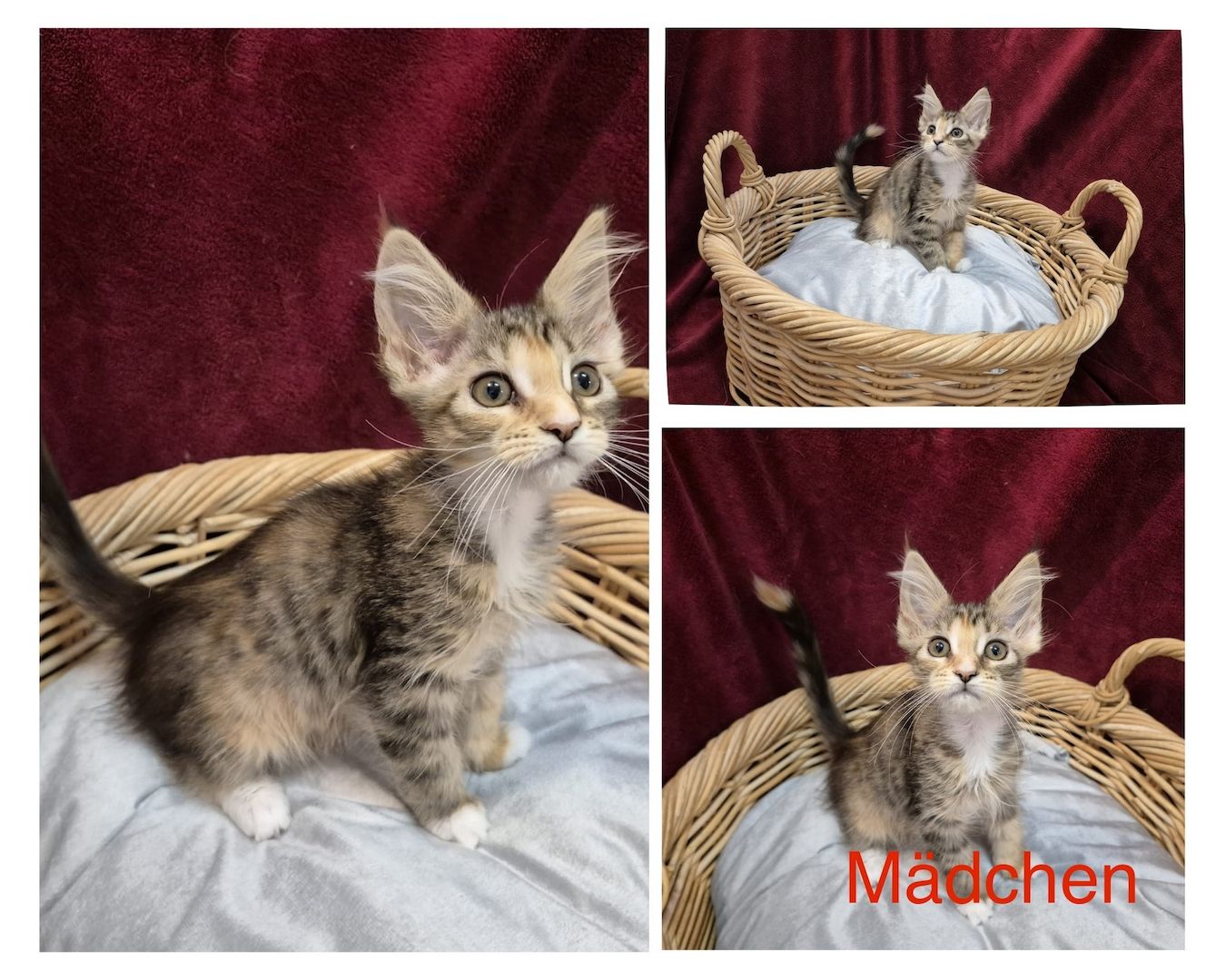 Reinrassige anhängliche Maine Coon Kitten suchen Ihre neue Familie