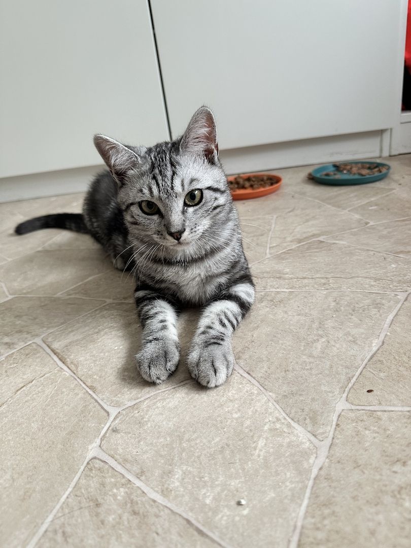 Wunderschöner Bengal-BKH Mix Kater sucht liebevolles Zuhause