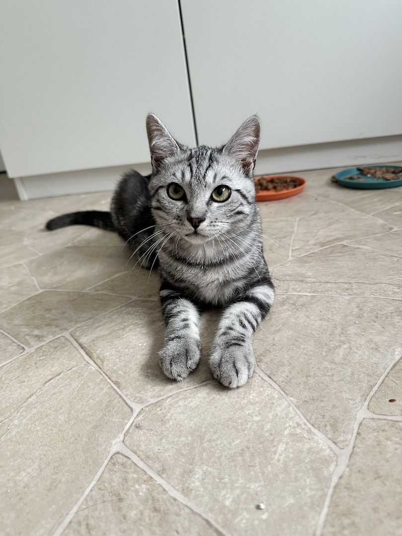 Wunderschöner Bengal-BKH Mix Kater sucht liebevolles Zuhause