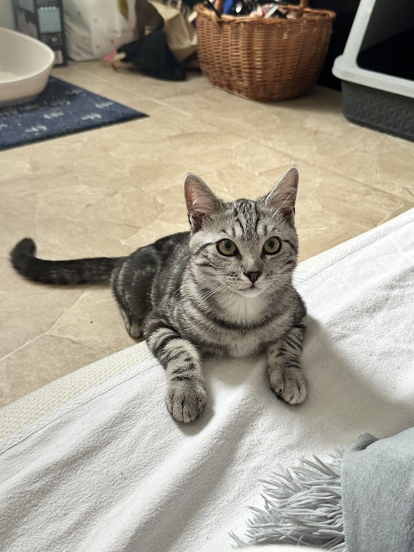 Wunderschöner Bengal-BKH Mix Kater sucht liebevolles Zuhause