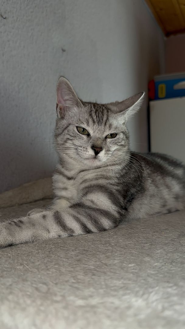 Wunderschönes Bengal-BKH Mix Kätzchen sucht liebevolles Zuhause