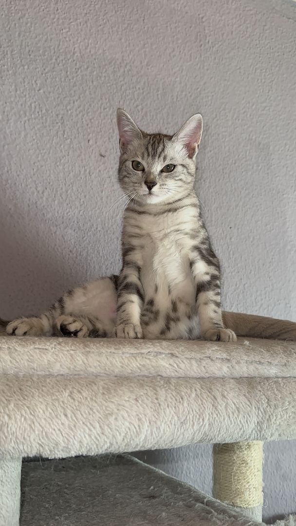 Wunderschönes Bengal-BKH Mix Kätzchen sucht liebevolles Zuhause