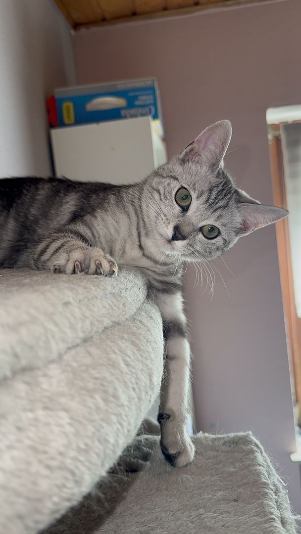 Wunderschönes Bengal-BKH Mix Kätzchen sucht liebevolles Zuhause