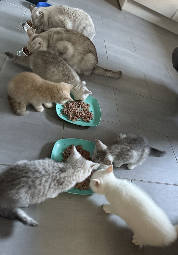 4 Reinrassige BKH Kitten abzugeben