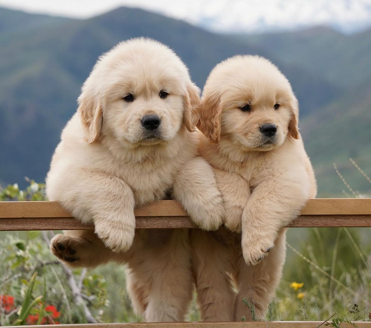 Golden Retriever Welpen! ❣️