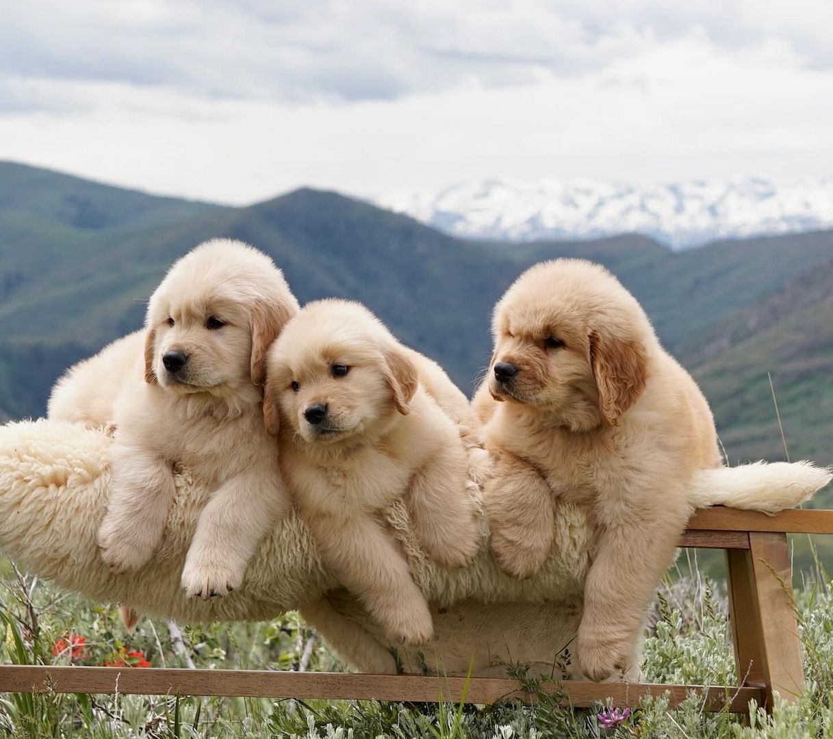 Golden Retriever Welpen! ❣️