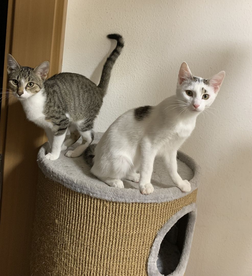 2 Geschwister suchen ein gemeinsames Zuhause