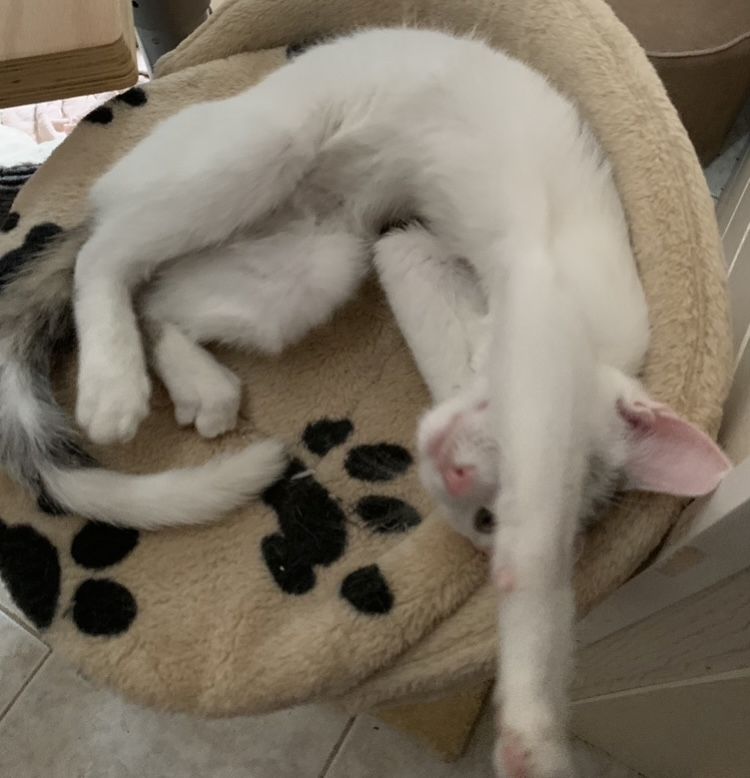 2 Geschwister suchen ein gemeinsames Zuhause