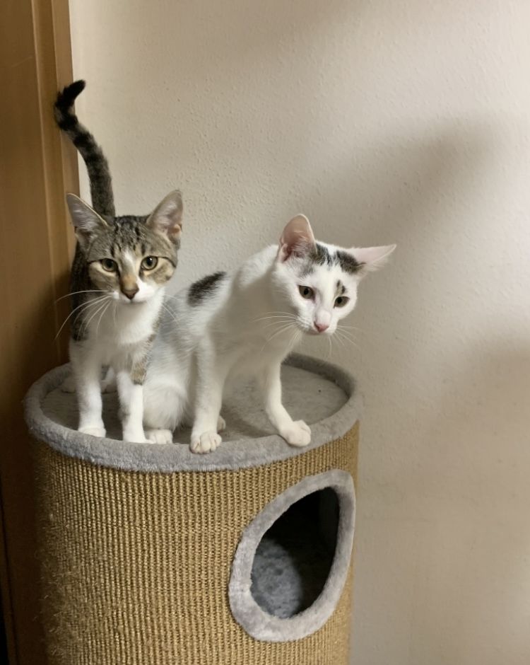 2 Geschwister suchen ein gemeinsames Zuhause