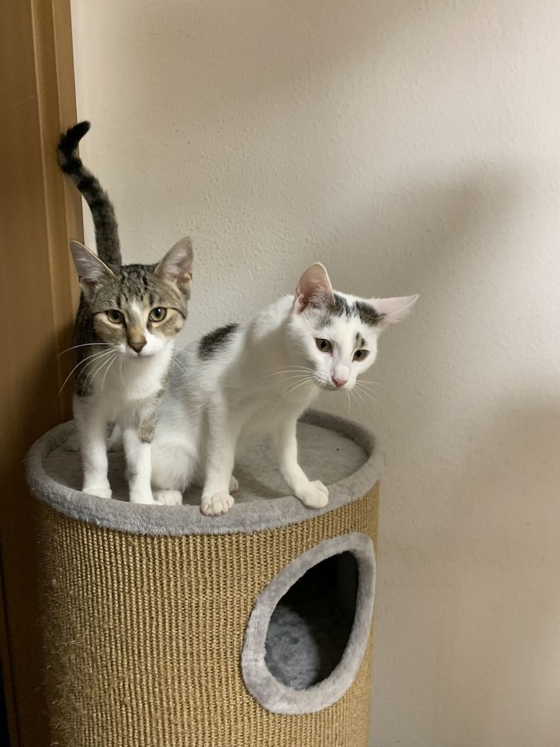 2 Geschwister suchen ein gemeinsames Zuhause