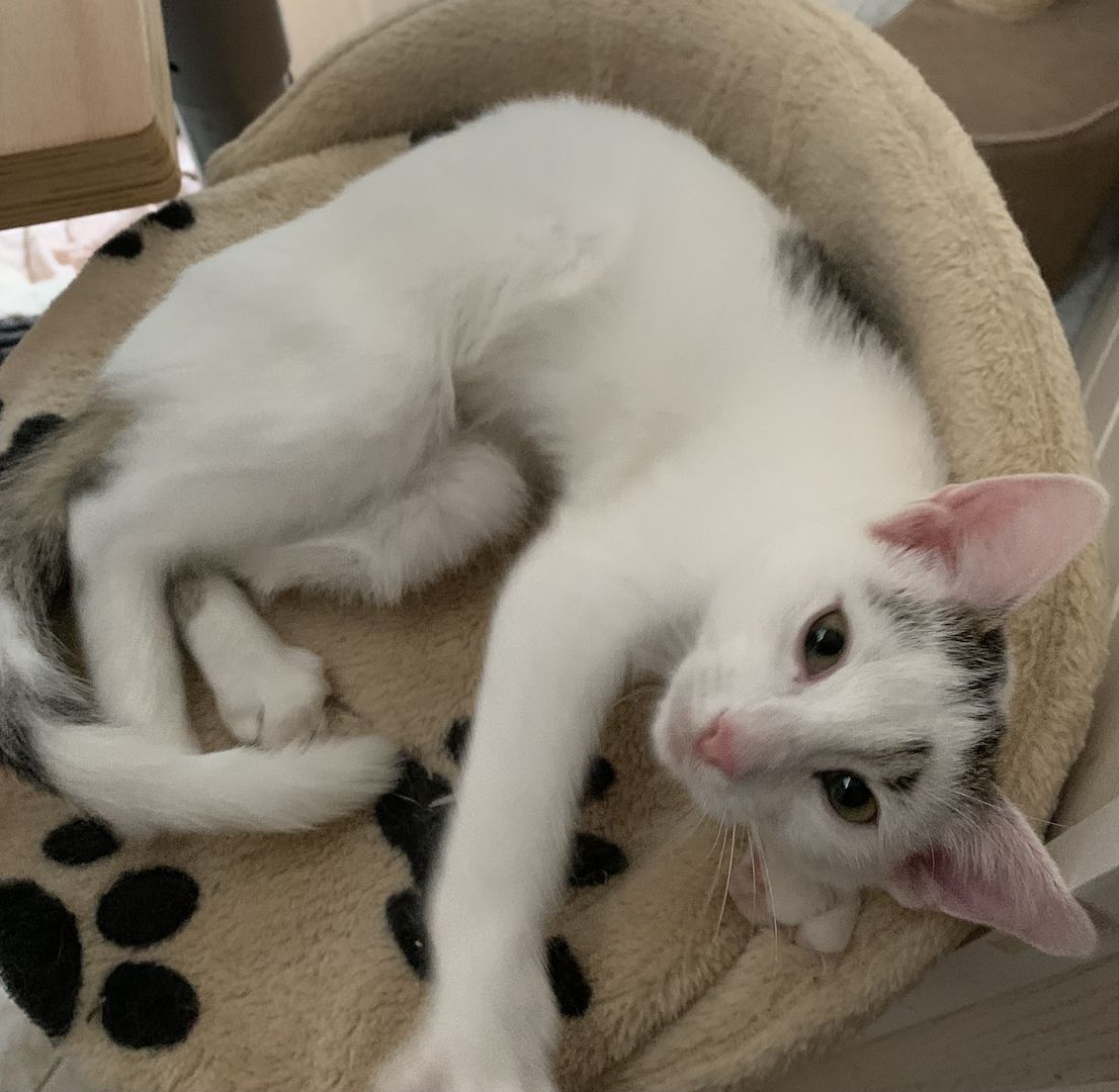 2 Geschwister suchen ein gemeinsames Zuhause