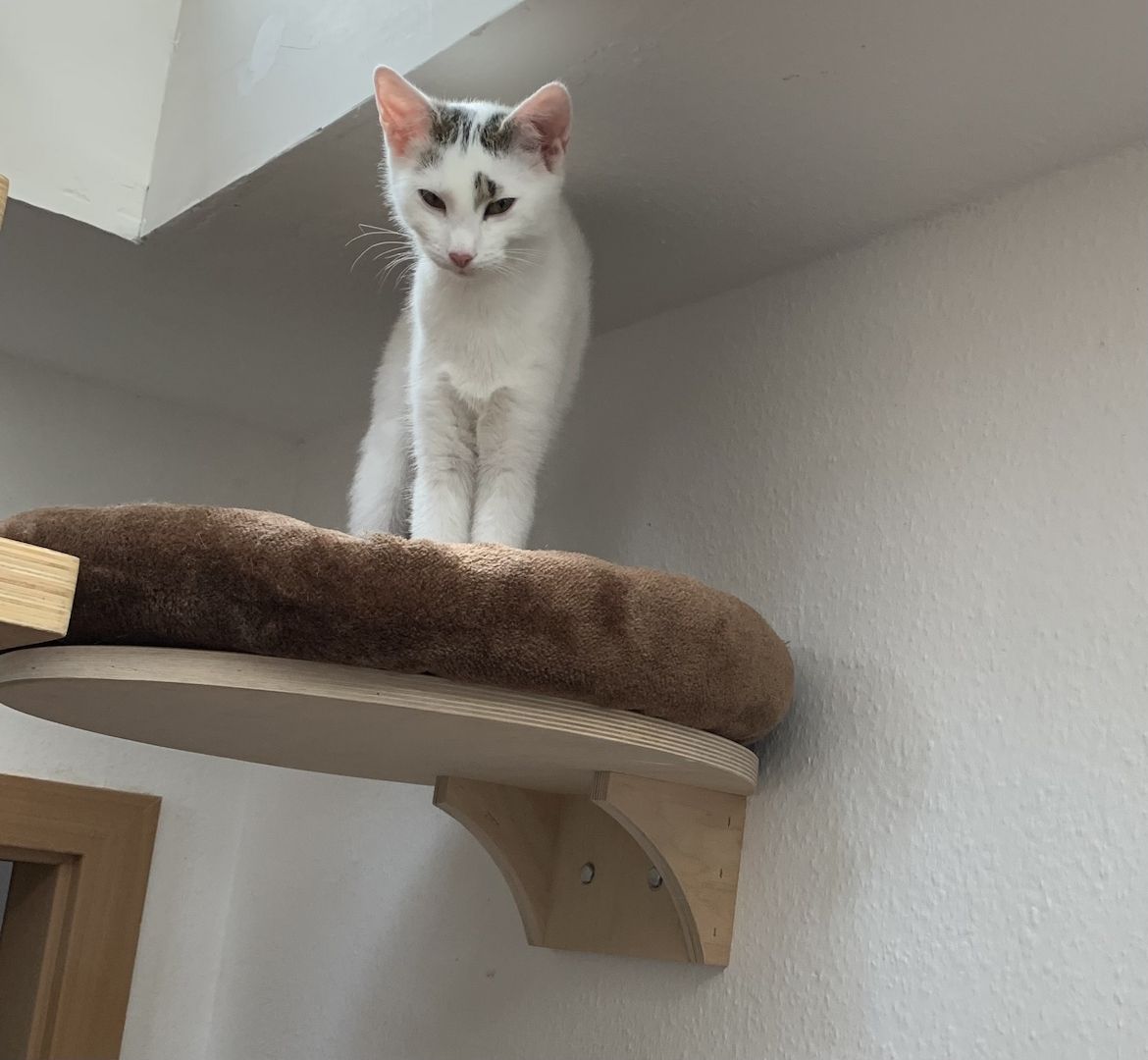 2 Geschwister suchen ein gemeinsames Zuhause