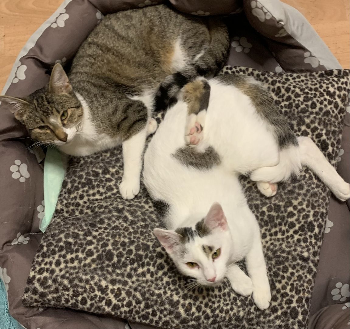 2 Geschwister suchen ein gemeinsames Zuhause