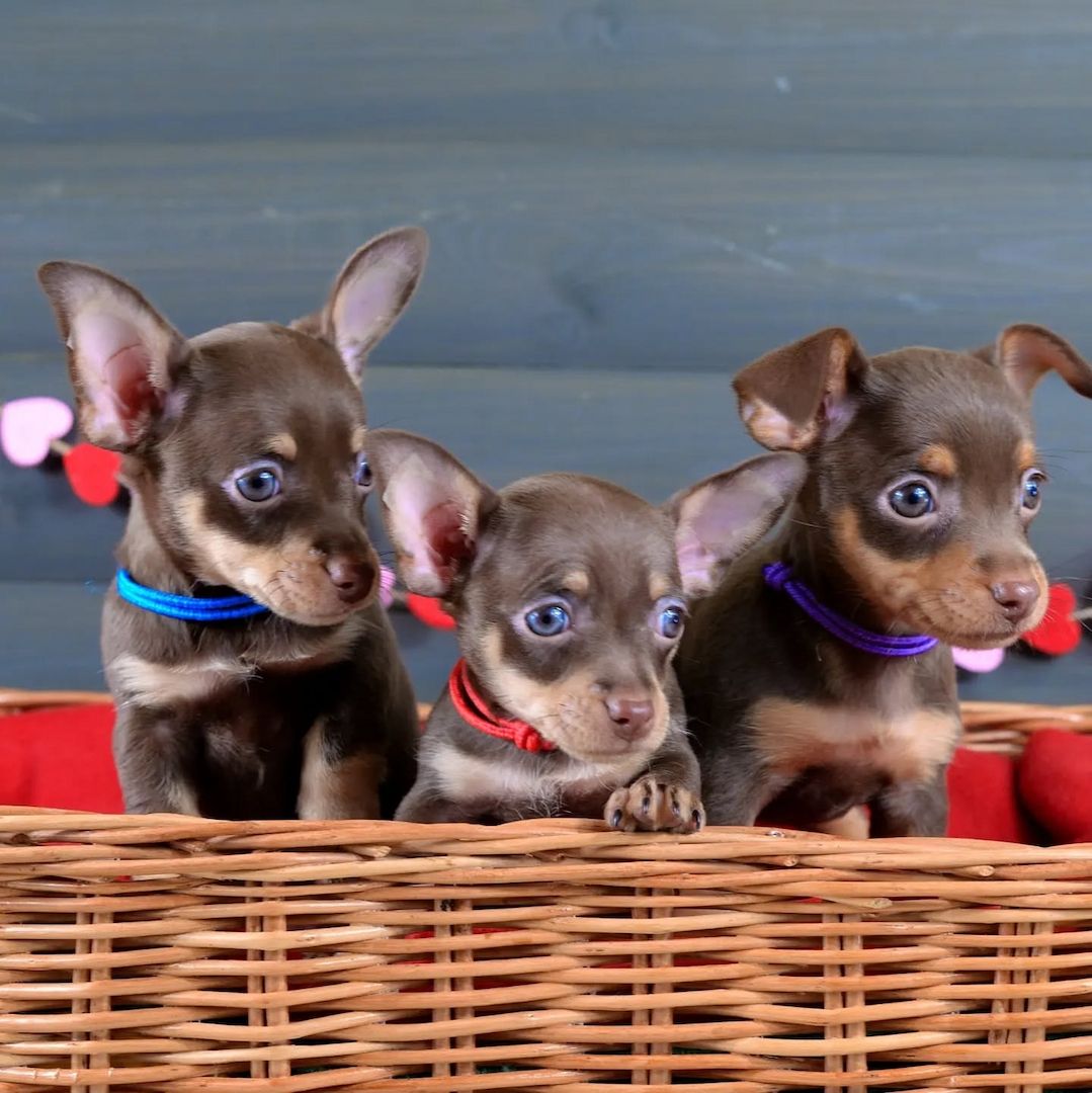 Gesunde, reinrassige Prager Rattler-Welpen