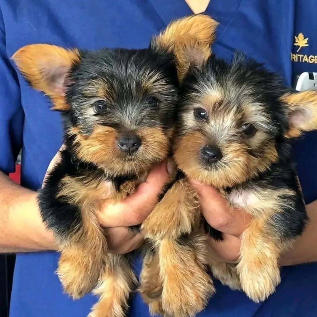 süße Teacup-Yorkie-Welpen