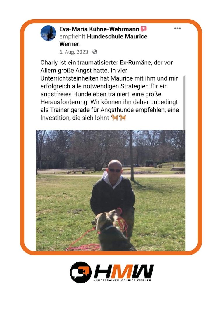 Innovatives Hundetraining durch Videoanalyse