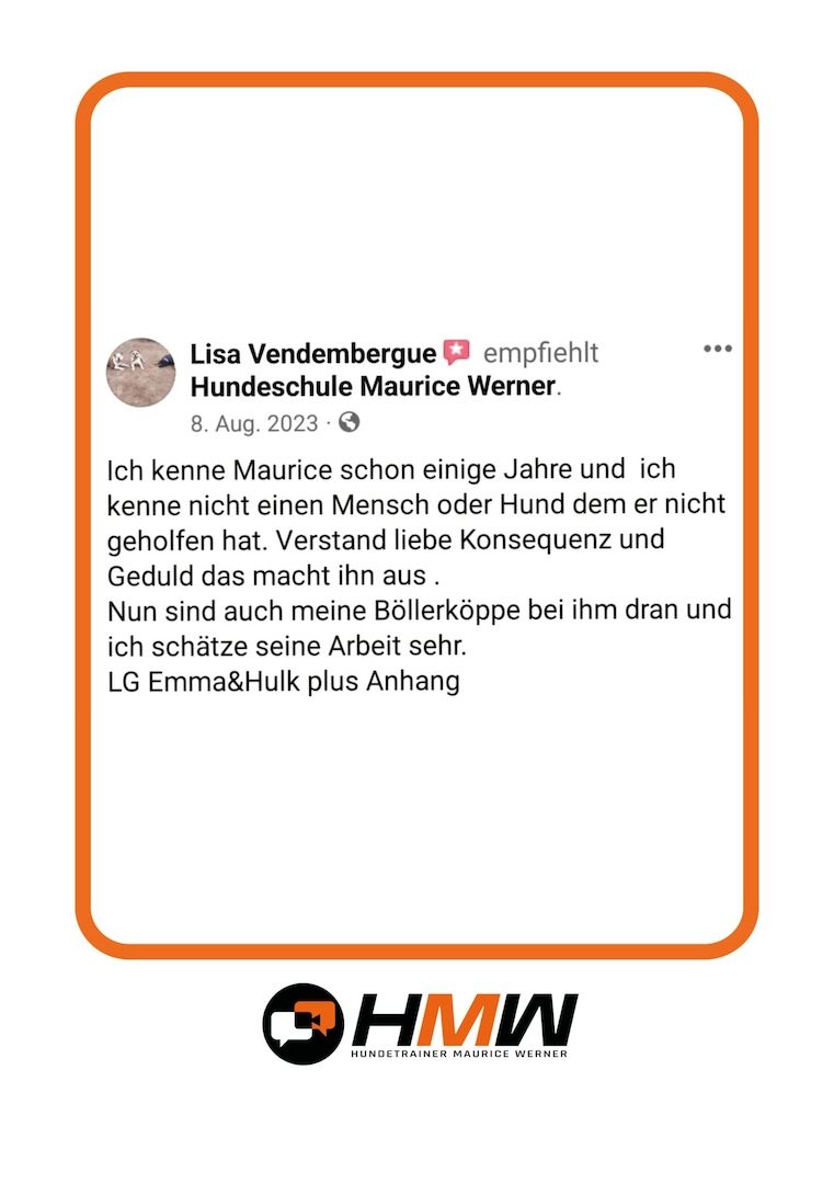 Innovatives Hundetraining durch Videoanalyse