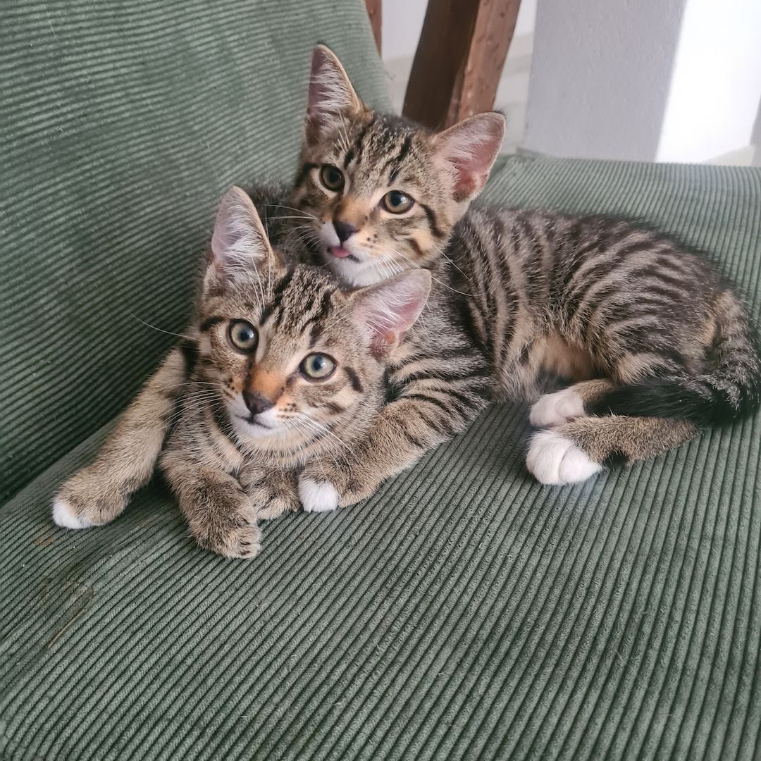 Drei verspielte Kater – 13 Wochen alt – abzugeben an liebevolles Zuhause