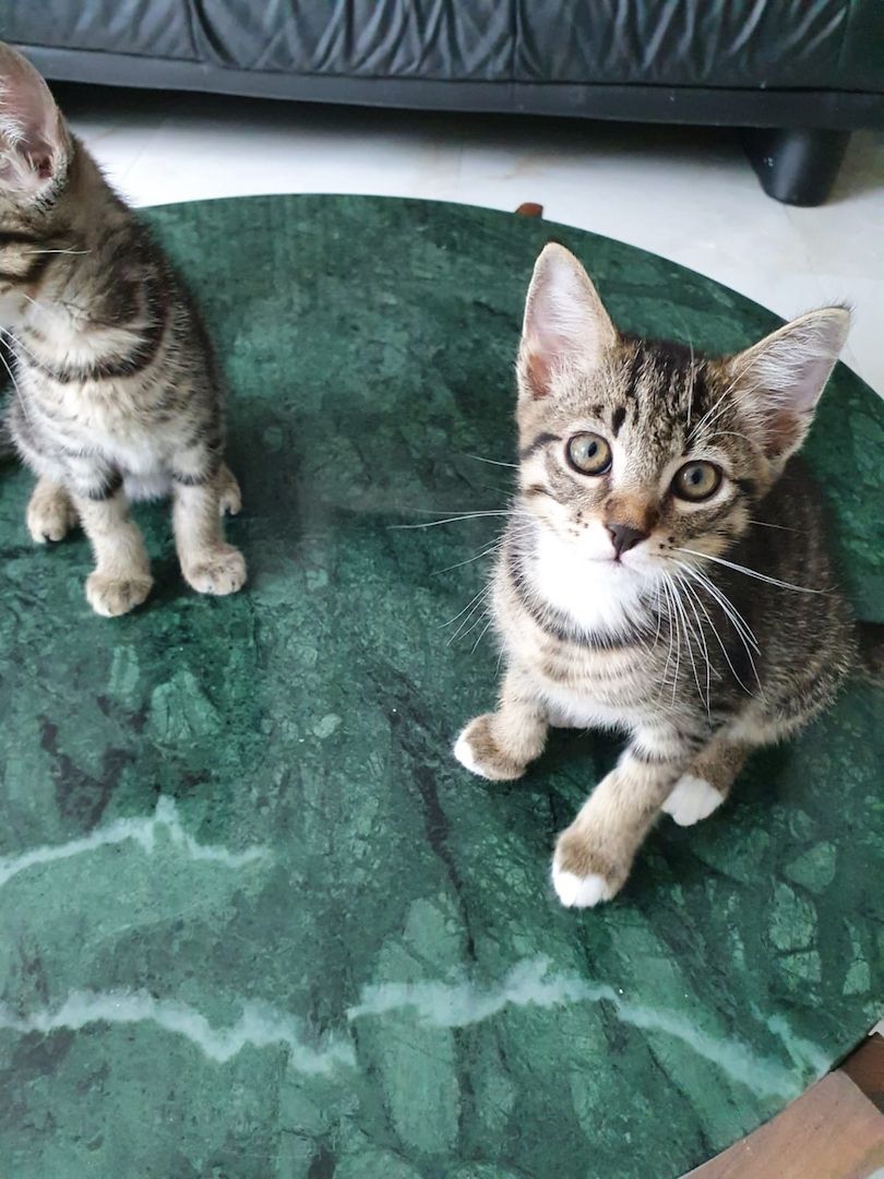 Drei verspielte Kater – 13 Wochen alt – abzugeben an liebevolles Zuhause