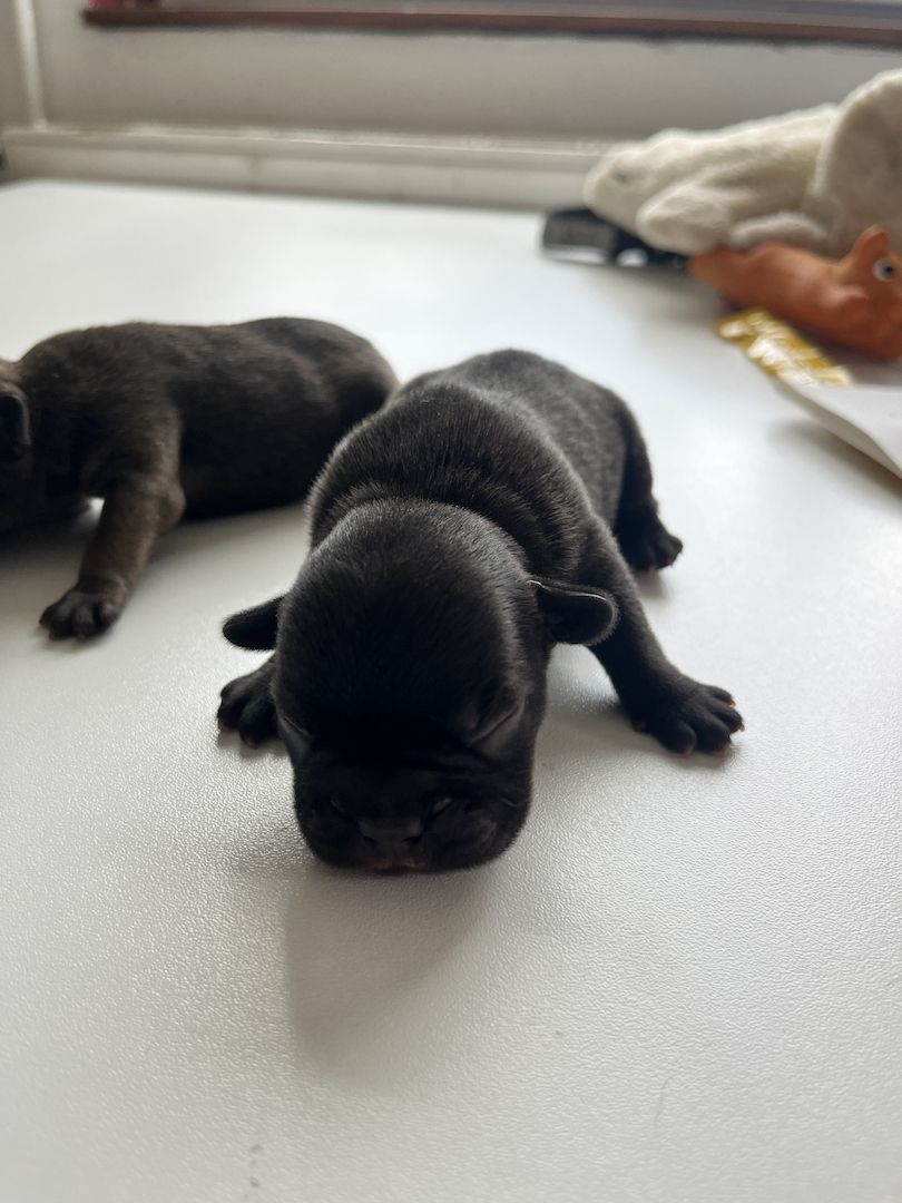 Französische Bulldoggen-Welpen – 3 Hündinnen & 2 Rüden suchen ein liebevolles Zuhause
