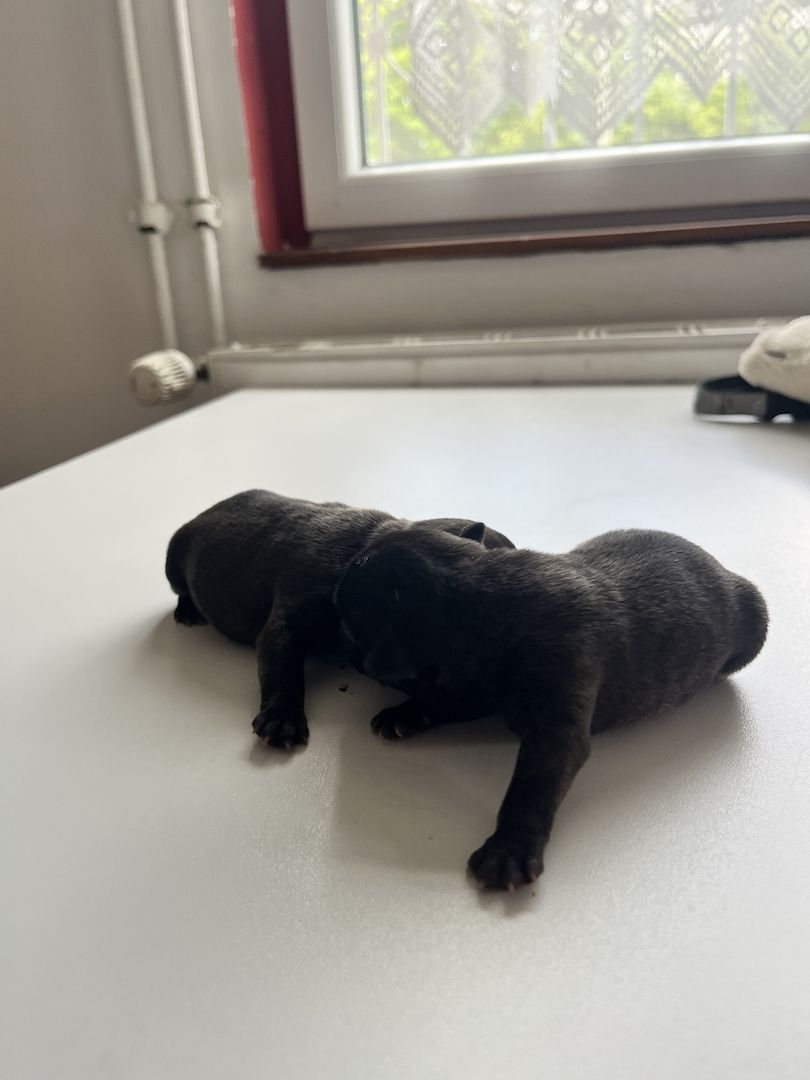 Französische Bulldoggen-Welpen – 3 Hündinnen & 2 Rüden suchen ein liebevolles Zuhause