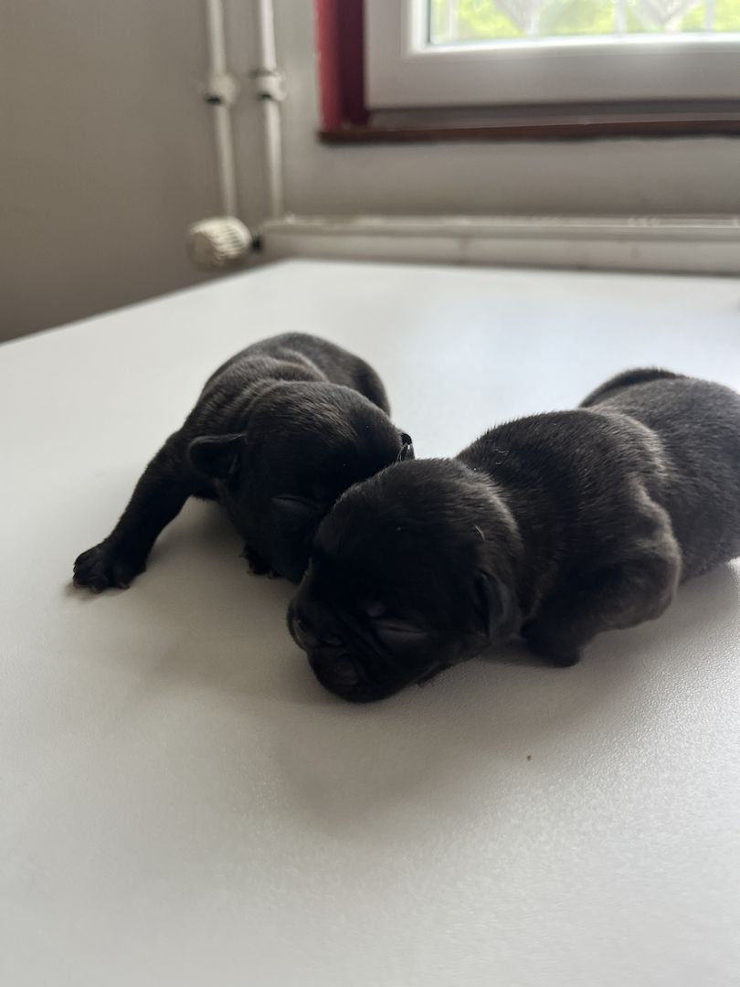 Französische Bulldoggen-Welpen – 3 Hündinnen & 2 Rüden suchen ein liebevolles Zuhause