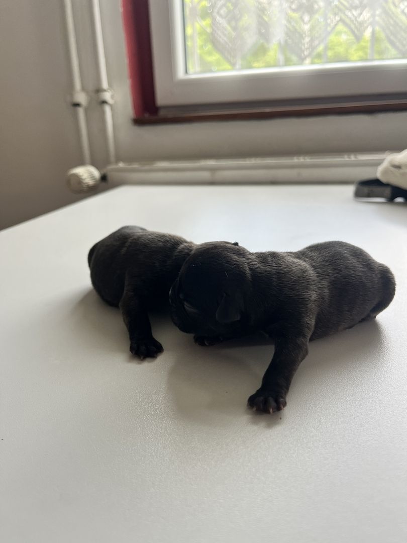 Französische Bulldoggen-Welpen – 3 Hündinnen & 2 Rüden suchen ein liebevolles Zuhause