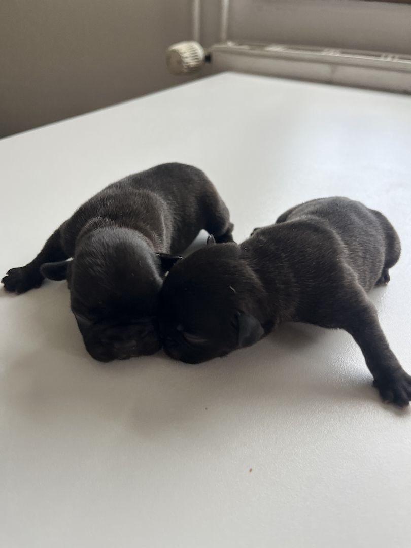 Französische Bulldoggen-Welpen – 3 Hündinnen & 2 Rüden suchen ein liebevolles Zuhause