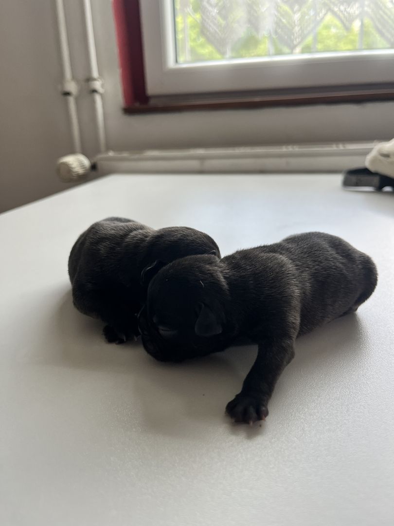 Französische Bulldoggen-Welpen – 3 Hündinnen & 2 Rüden suchen ein liebevolles Zuhause