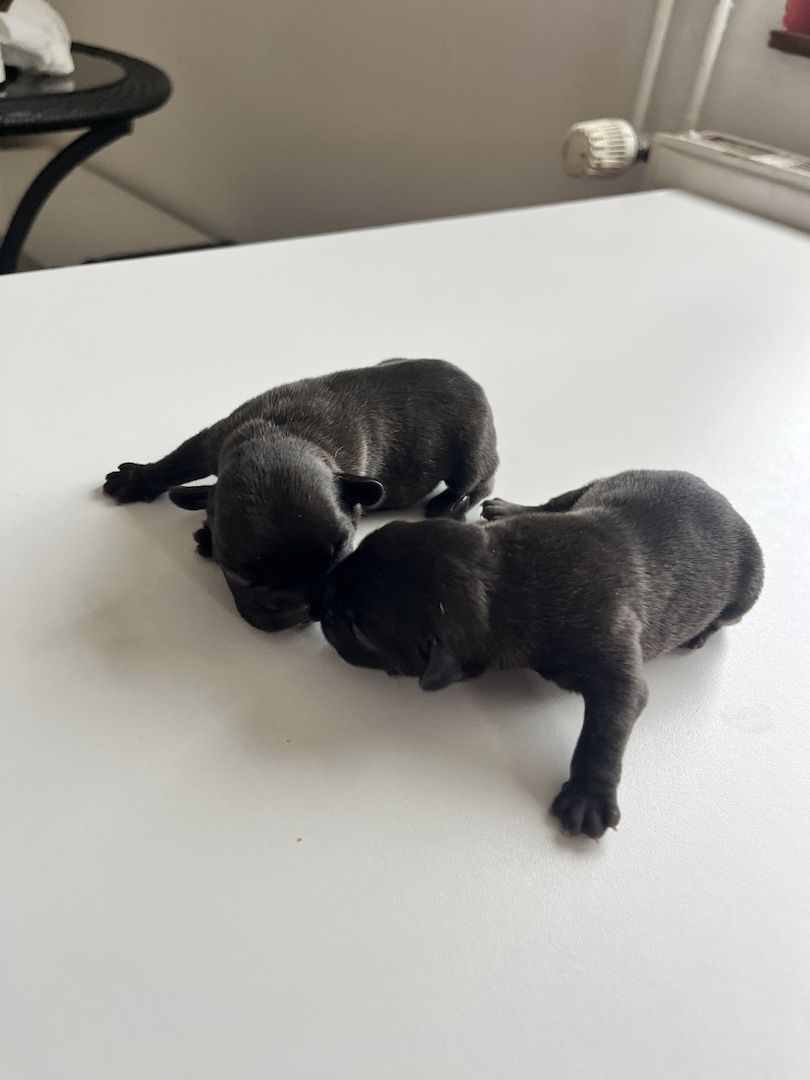 Französische Bulldoggen-Welpen – 3 Hündinnen & 2 Rüden suchen ein liebevolles Zuhause