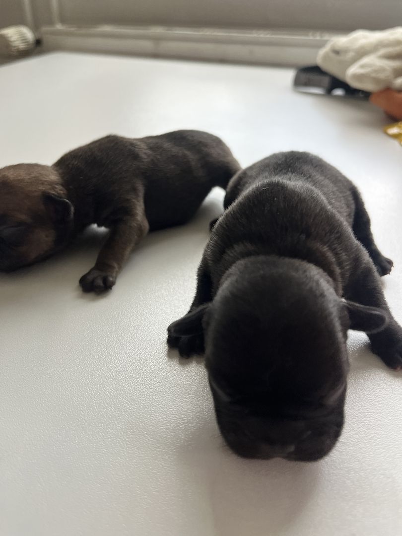 Französische Bulldoggen-Welpen – 3 Hündinnen & 2 Rüden suchen ein liebevolles Zuhause