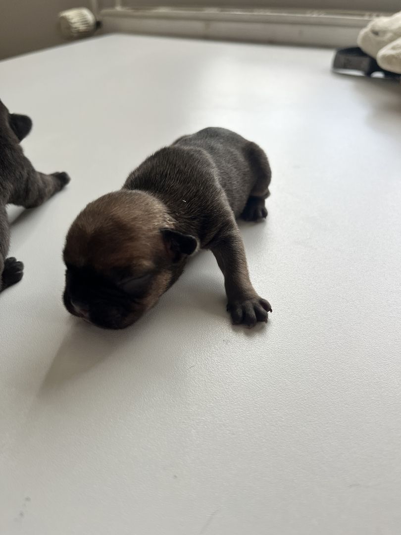 Französische Bulldoggen-Welpen – 3 Hündinnen & 2 Rüden suchen ein liebevolles Zuhause
