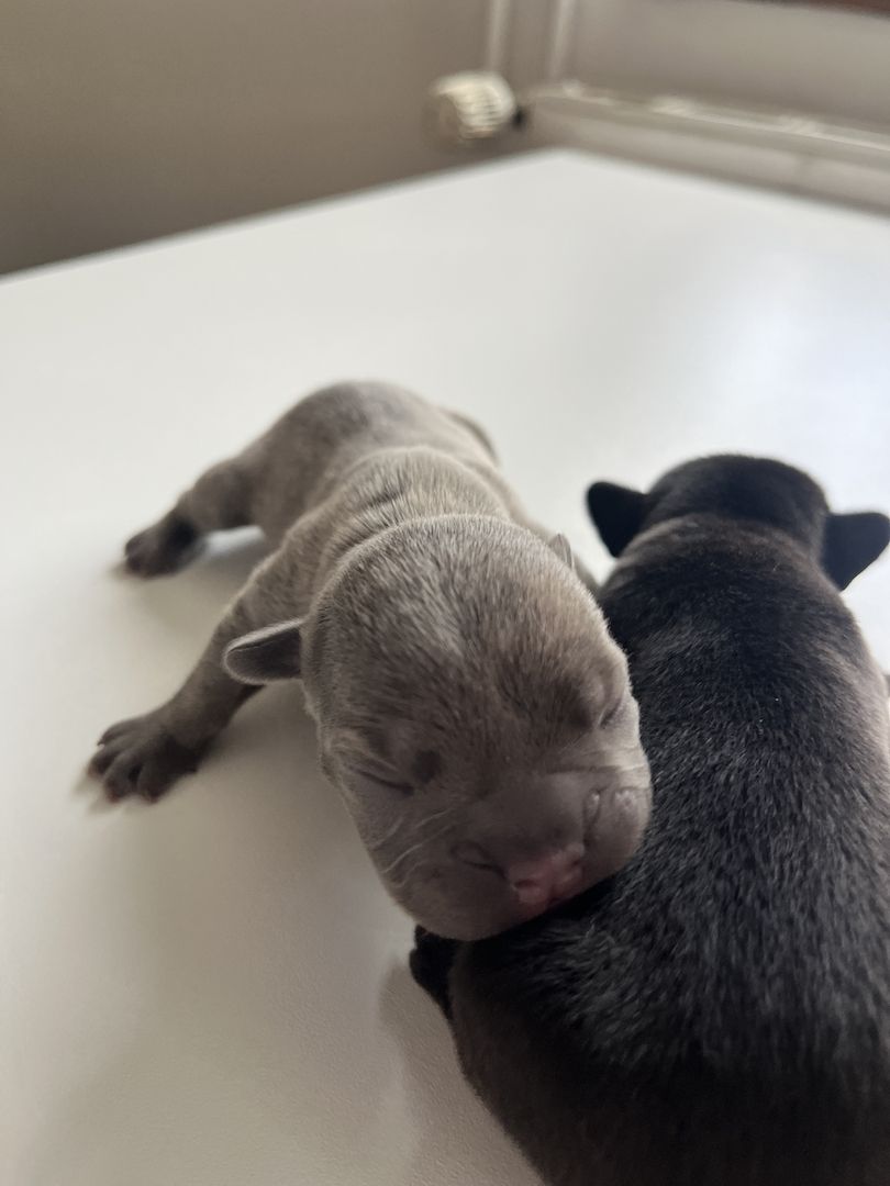 Französische Bulldoggen-Welpen – 3 Hündinnen & 2 Rüden suchen ein liebevolles Zuhause