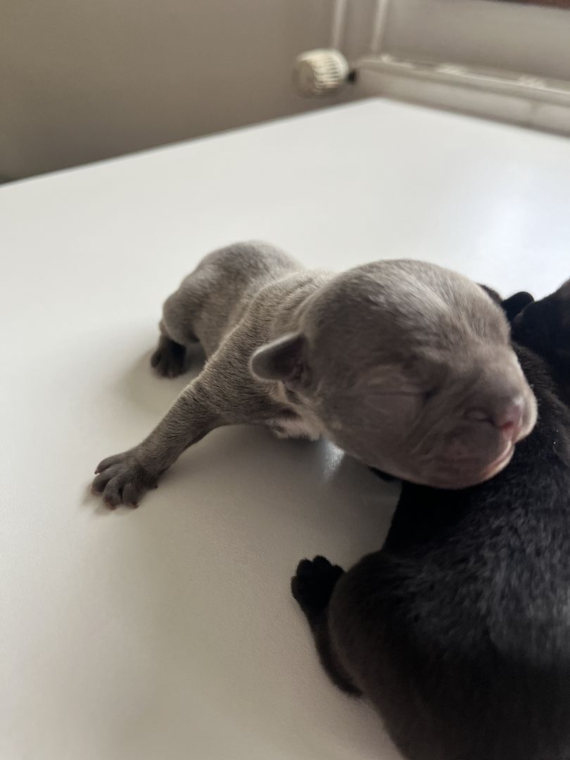 Französische Bulldoggen-Welpen – 3 Hündinnen & 2 Rüden suchen ein liebevolles Zuhause