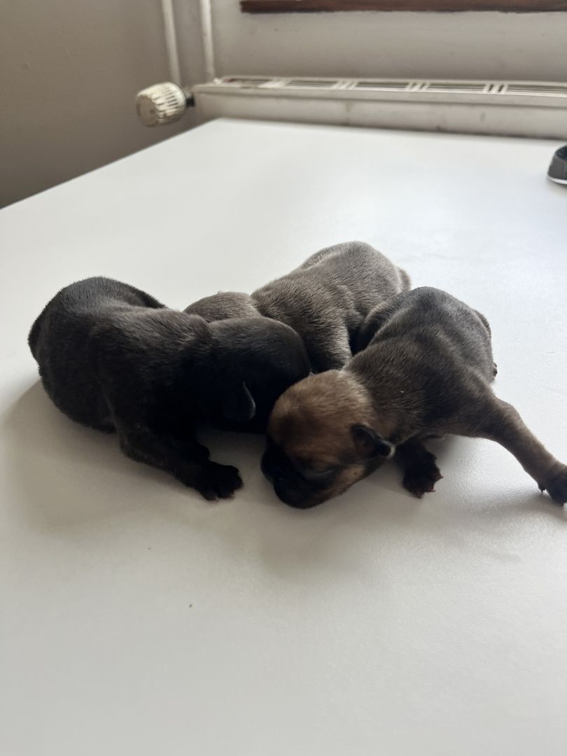Französische Bulldoggen-Welpen – 3 Hündinnen & 2 Rüden suchen ein liebevolles Zuhause