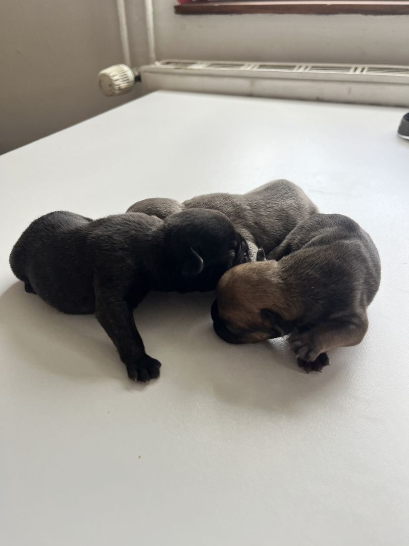 Französische Bulldoggen-Welpen – 3 Hündinnen & 2 Rüden suchen ein liebevolles Zuhause