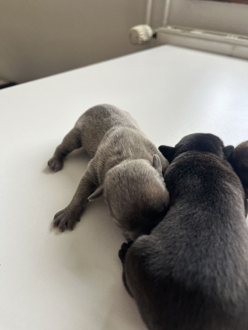 Französische Bulldoggen-Welpen – 3 Hündinnen & 2 Rüden suchen ein liebevolles Zuhause