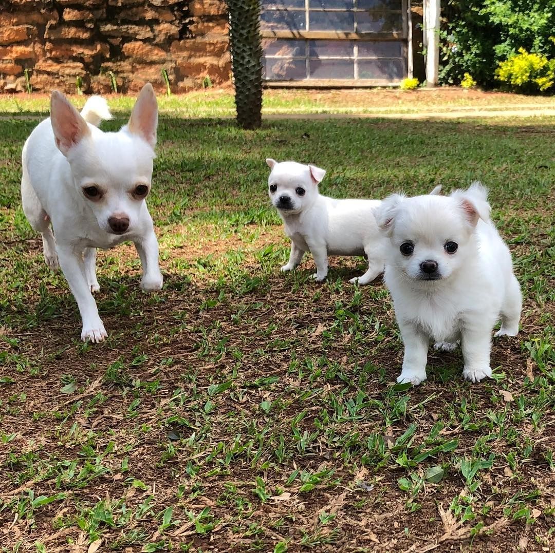 Chihuahua Kurzhaar Welpen mit Ahnentafel.