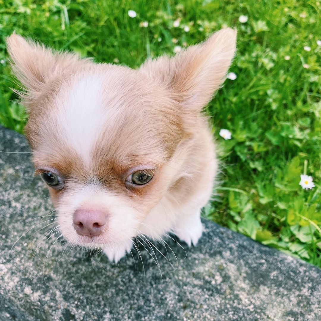 Chihuahua Kurzhaar Welpen mit Ahnentafel.
